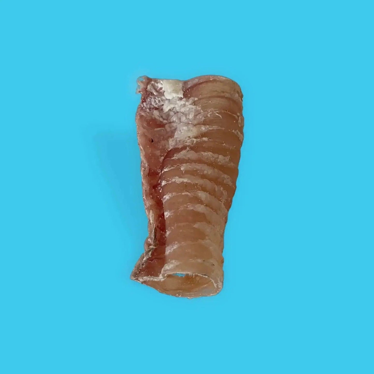 Beef Trachea Small-Monty & Mabel's